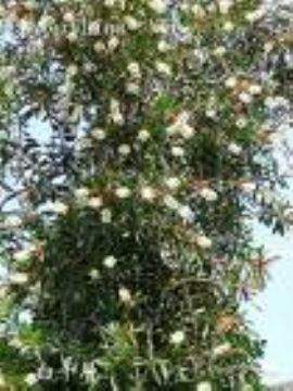 Melaleuca Alternifolia Extract  